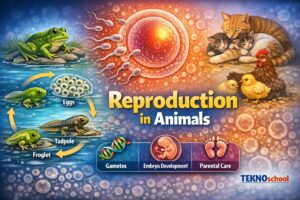 Reproduction in Animals