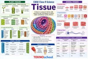 Tissue